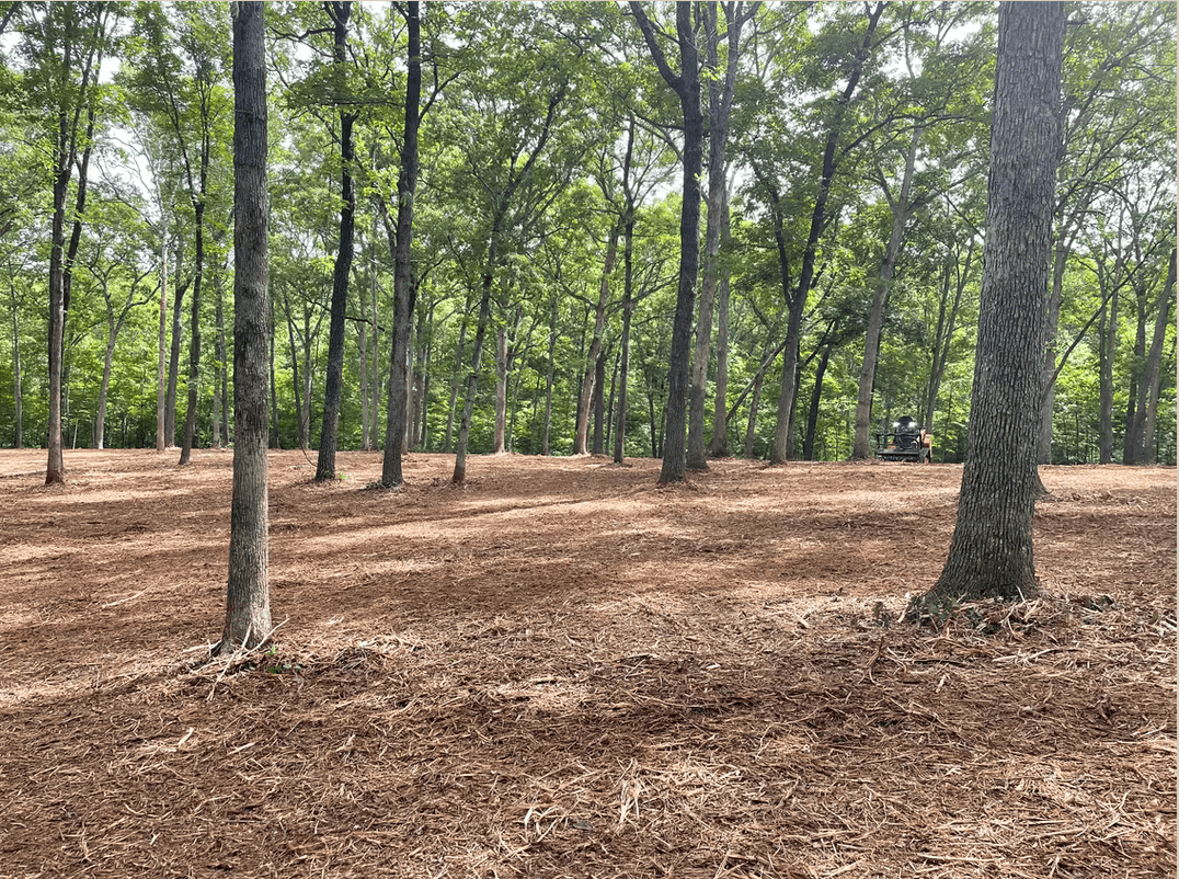 Wooded park with tall trees and leaf-covered ground, with a person in the distance