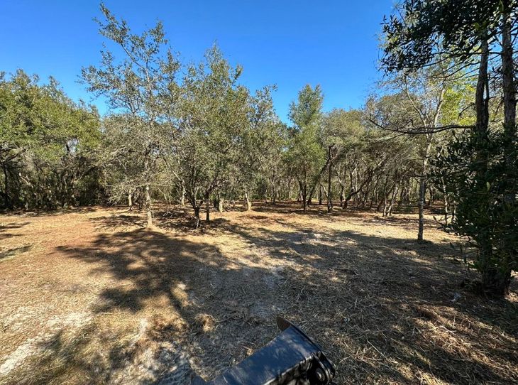 Sunny wooded area with scattered oak trees and dry grass under a clear blue sky