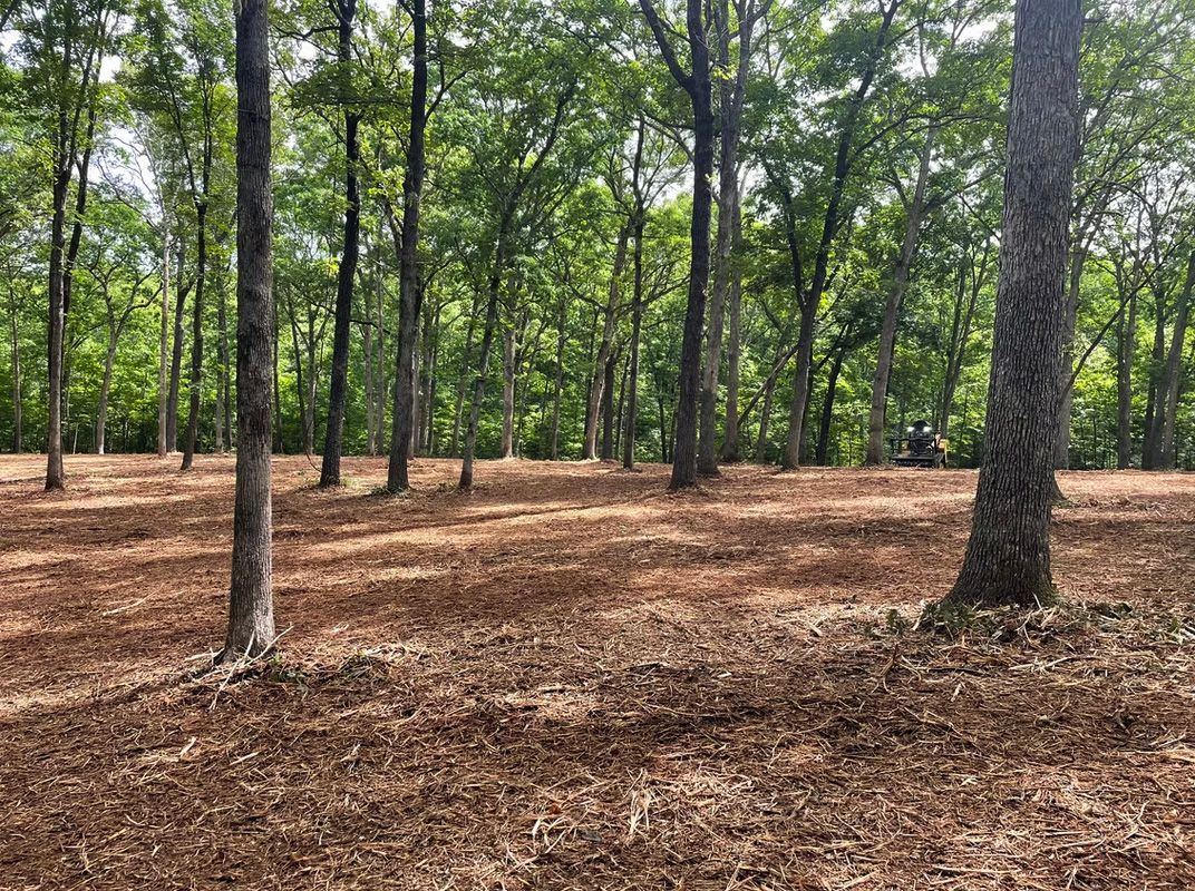 Wooded clearing with tall trees and a leaf-covered ground under green canopy