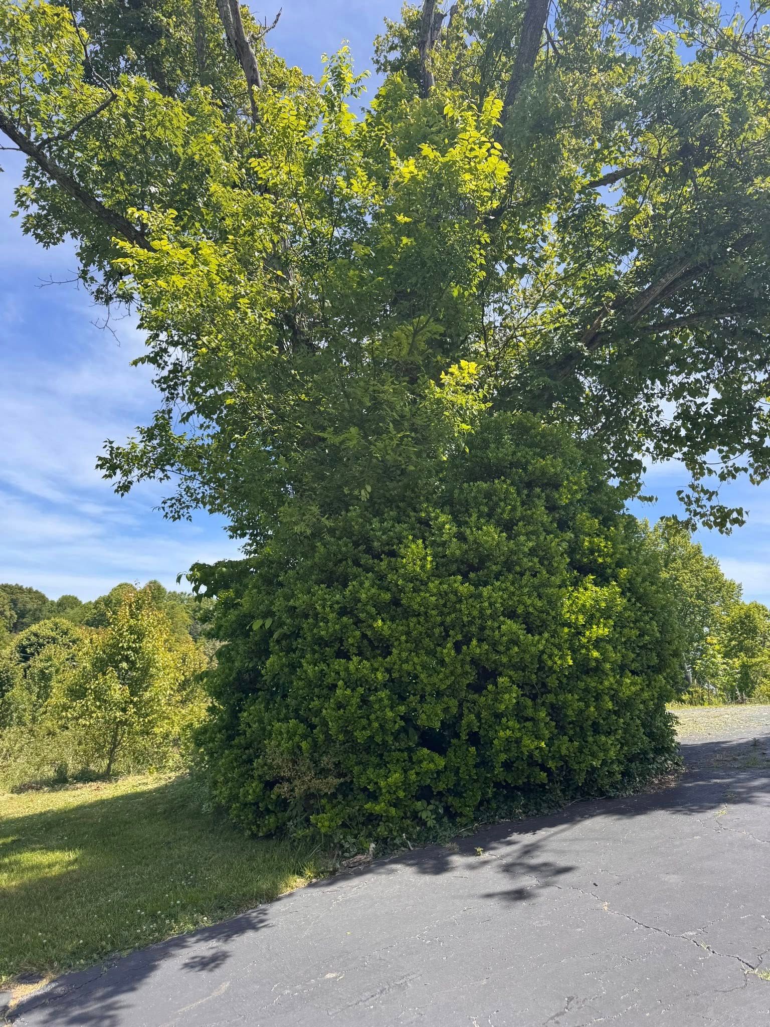Large green tree beside a paved road under a bright blue sky