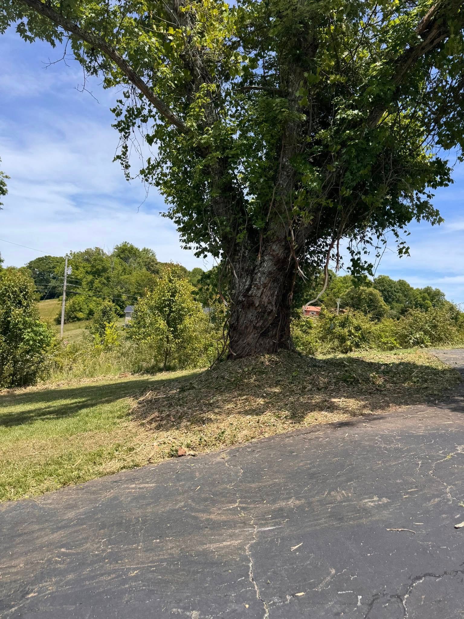 Large tree beside a cracked paved road with grassy fields and blue sky in the background