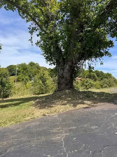 Large tree beside a cracked paved road, with grassy hills and blue sky in the background.