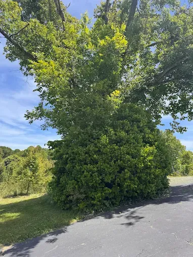 Trees and brush beside a paved road under a blue sky