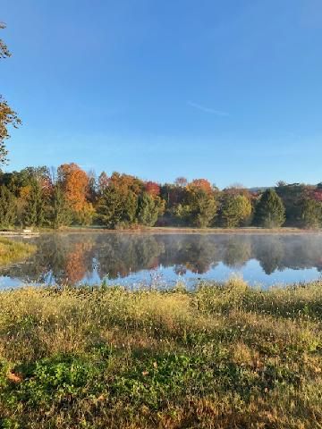 Premier Tree Nursery | Expert Selection | Young's at Three Rivers ...