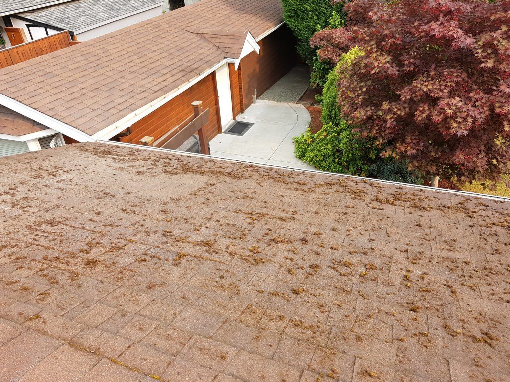 A mossy roof with gutter