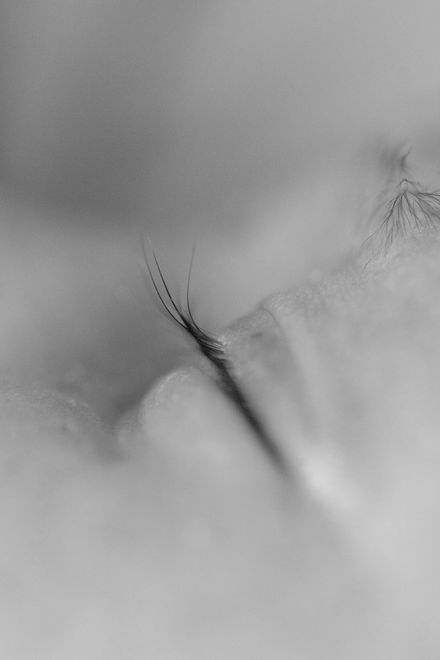 Close-up van een klein zwart insect op een lichtgekleurde ondergrond, met zichtbare minuscule voelsprieten.