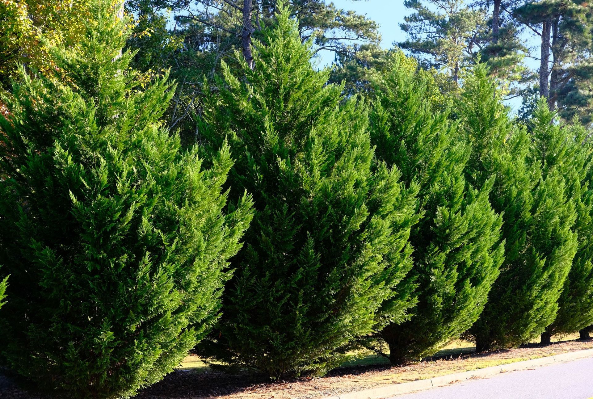 Green Trees