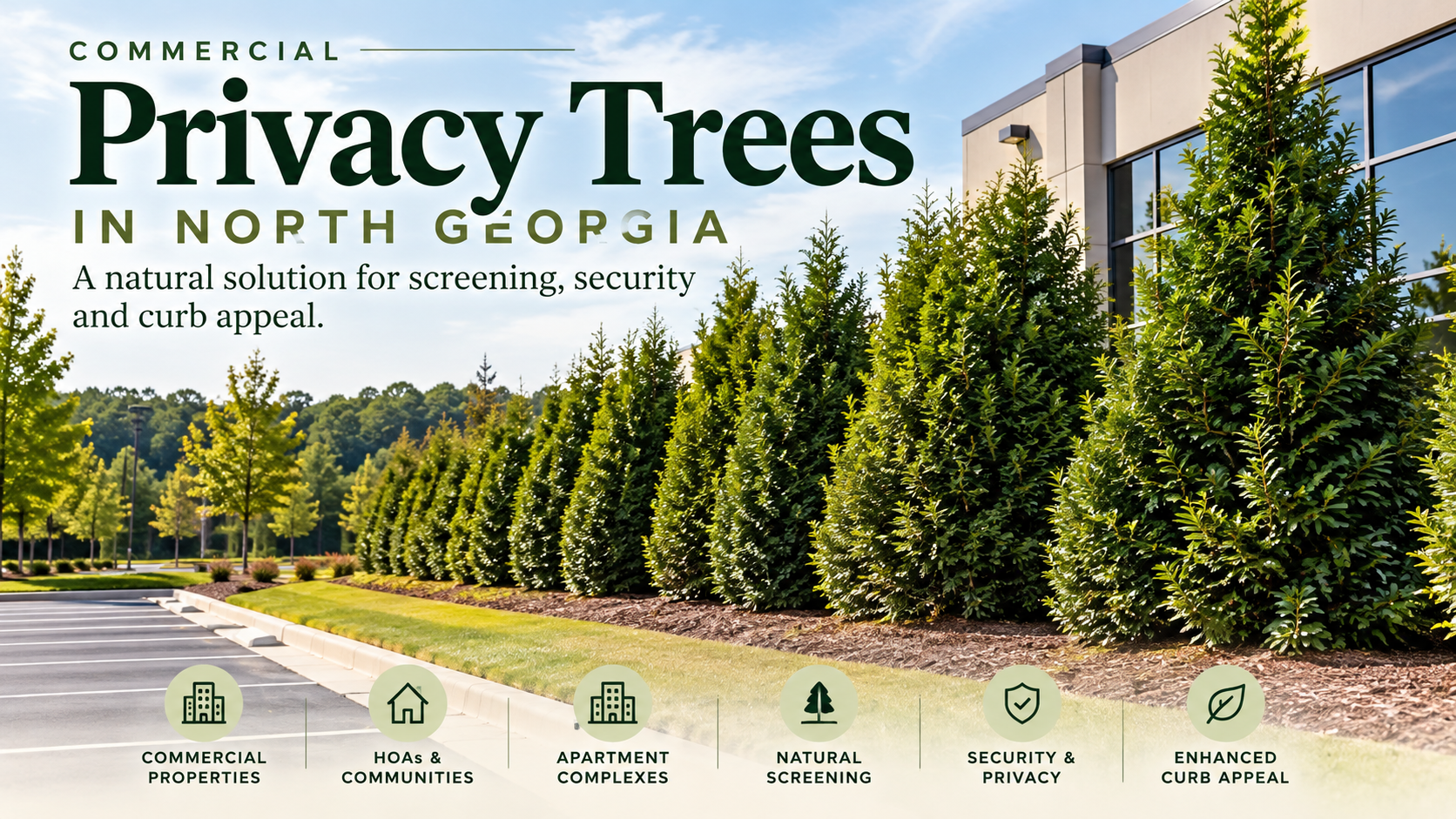 commercial landscape with privacy trees