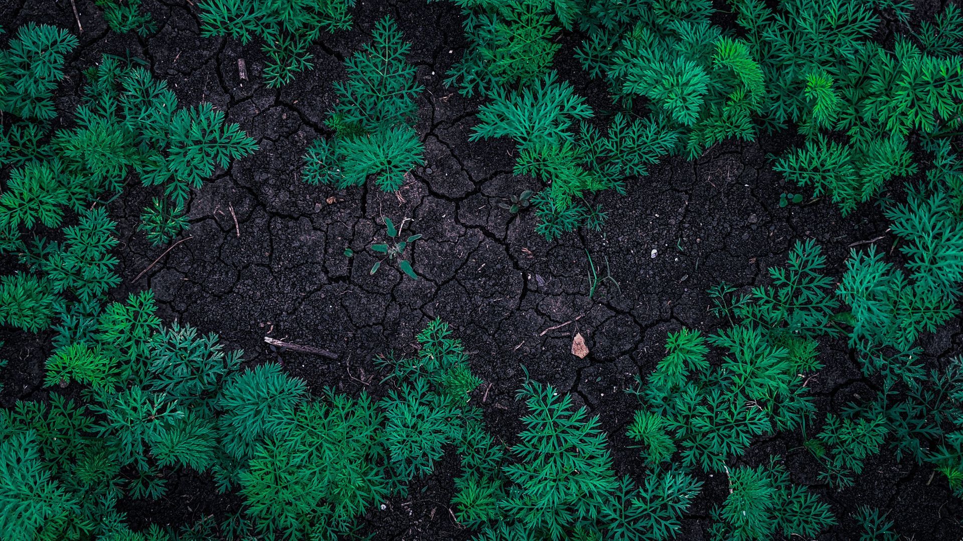soil and lawn