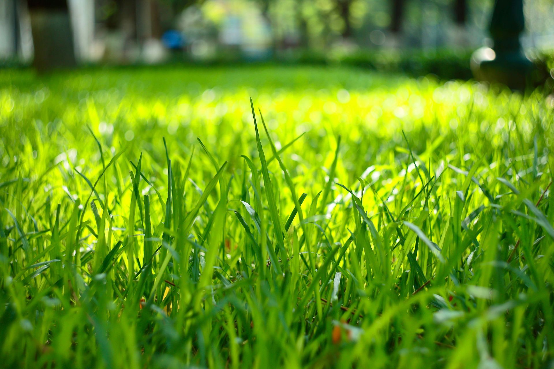 Bright green sod