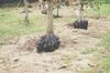 Tree Planting N GA