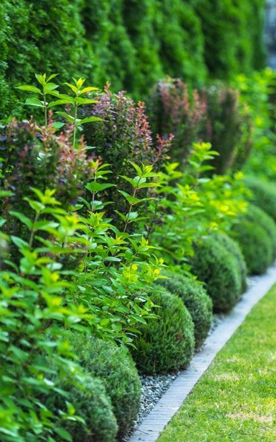 plants planted on a green lawn