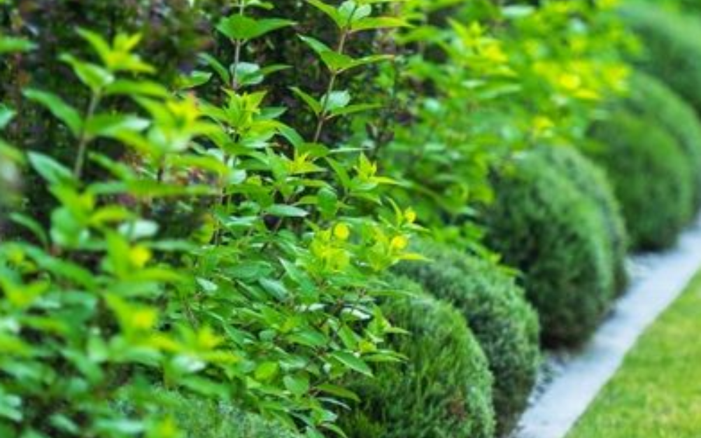 plants planted on a green lawn