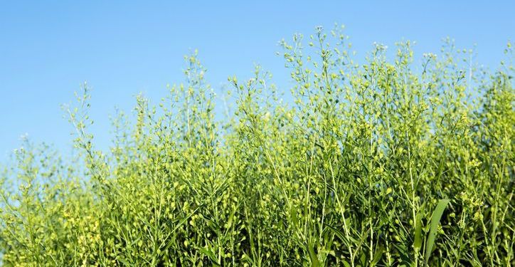 Oil from camelina seeds grown in Hawaii can make sustainable aviation fuel.