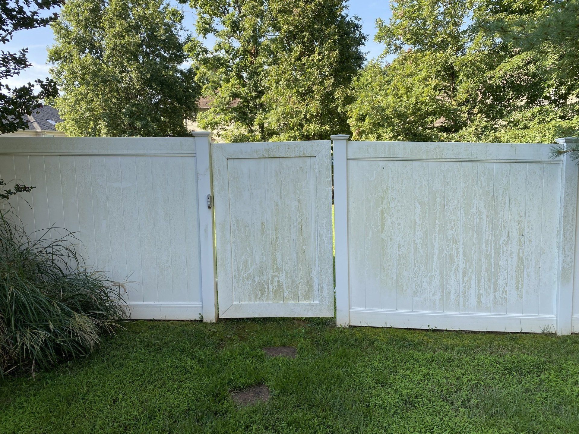 White backyard fence with a narrow gate, green grass, and trees in the background