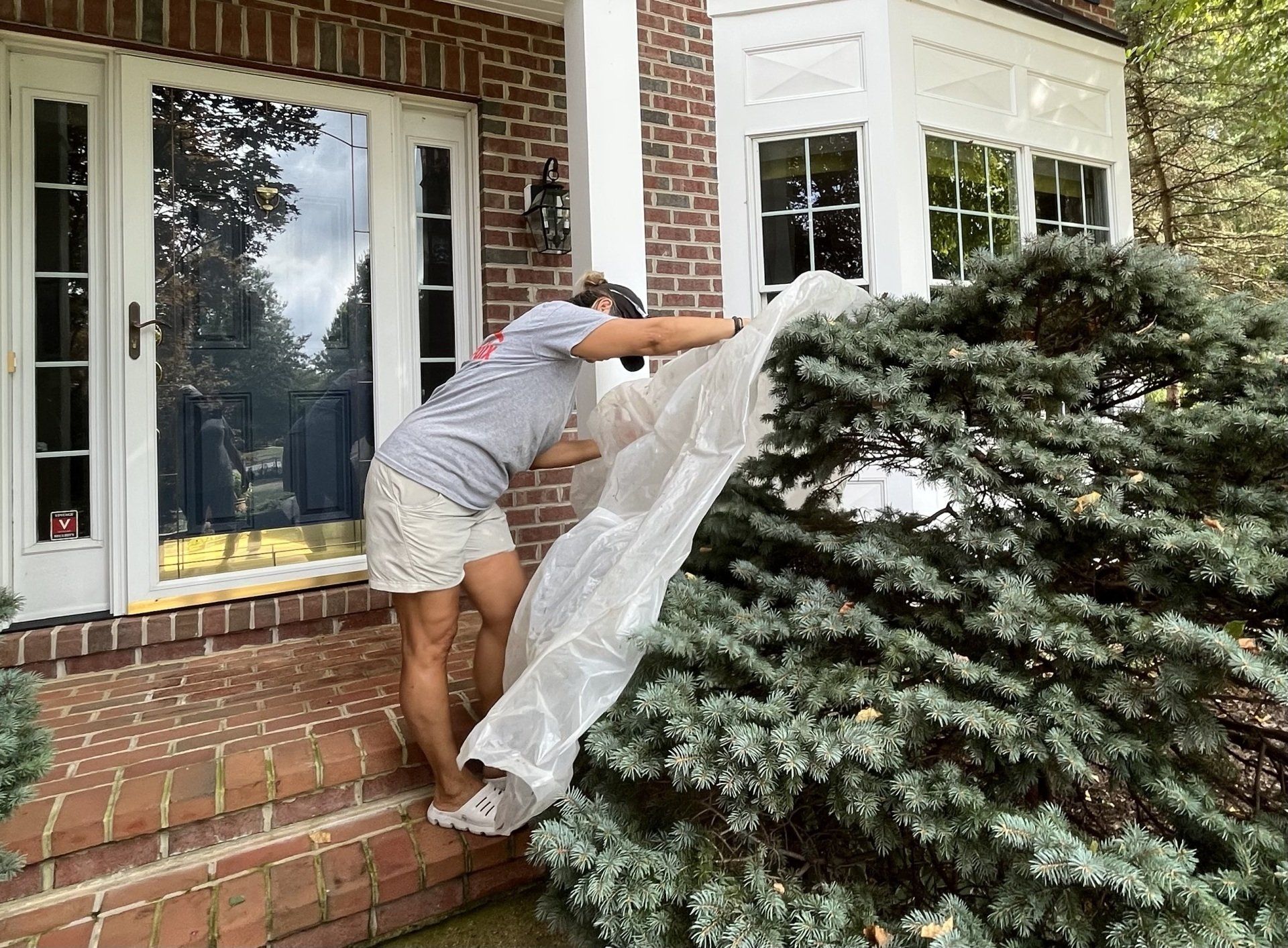 Person draping plastic sheeting over a large shrub beside a brick house porch