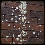 White flower petals scattered on a brown brick sidewalk in a vertical line