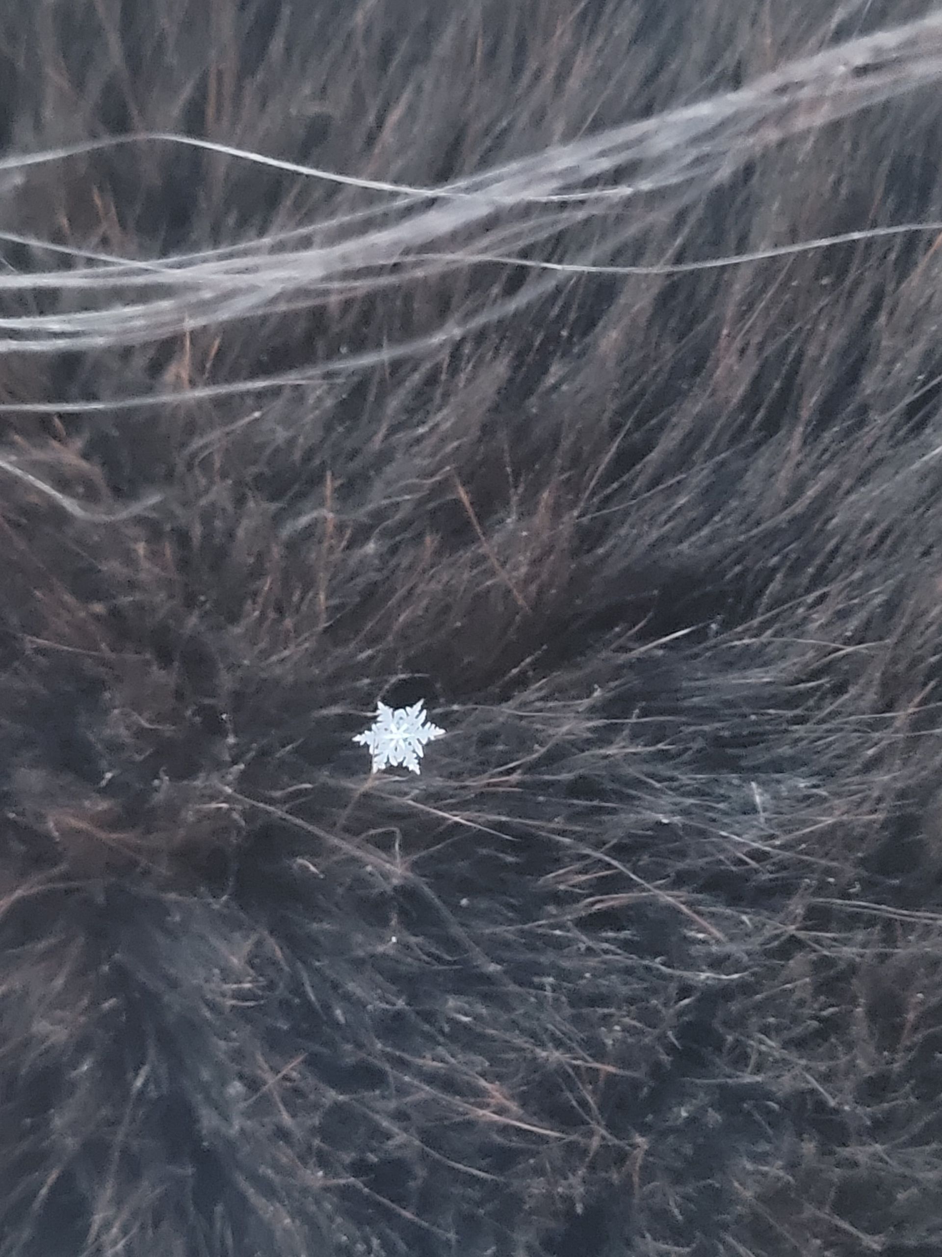 sneeuwvlok