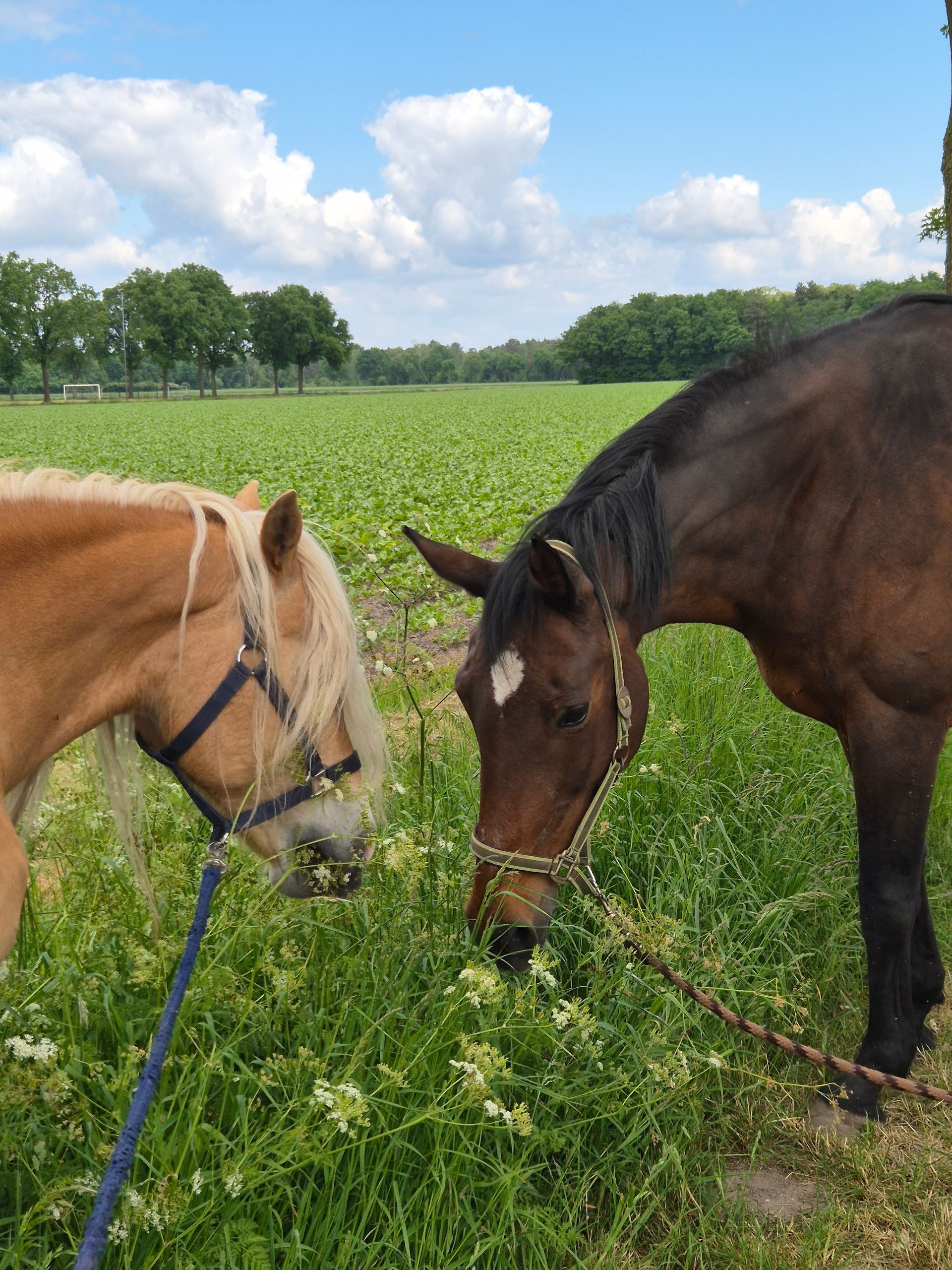 samen