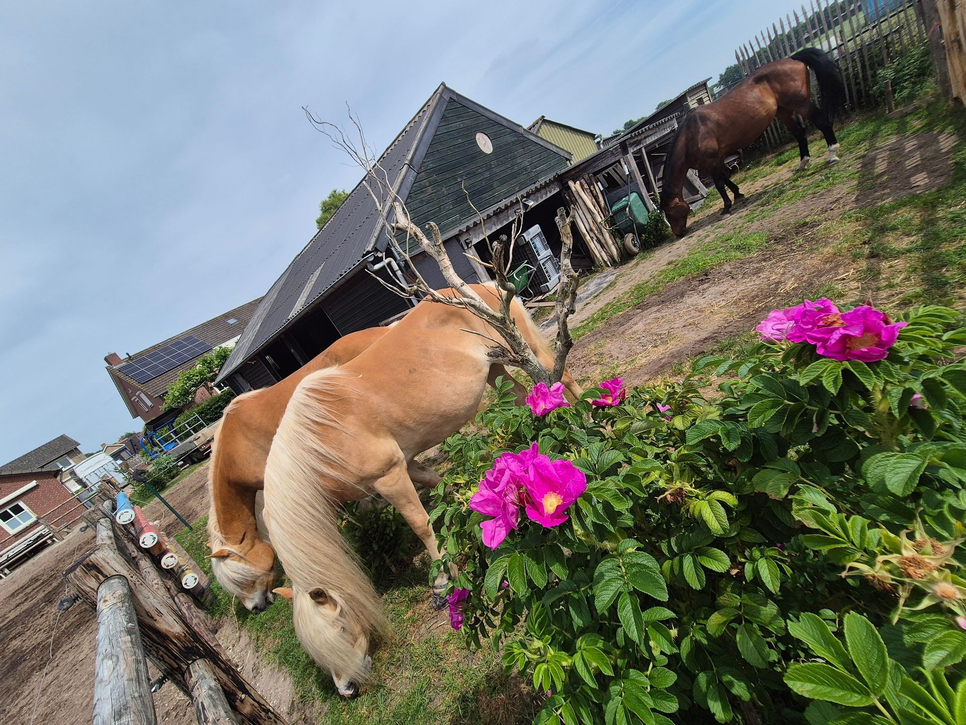 hondsroos