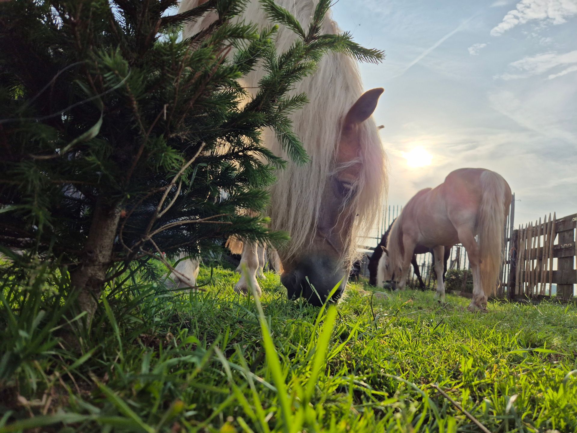 gras