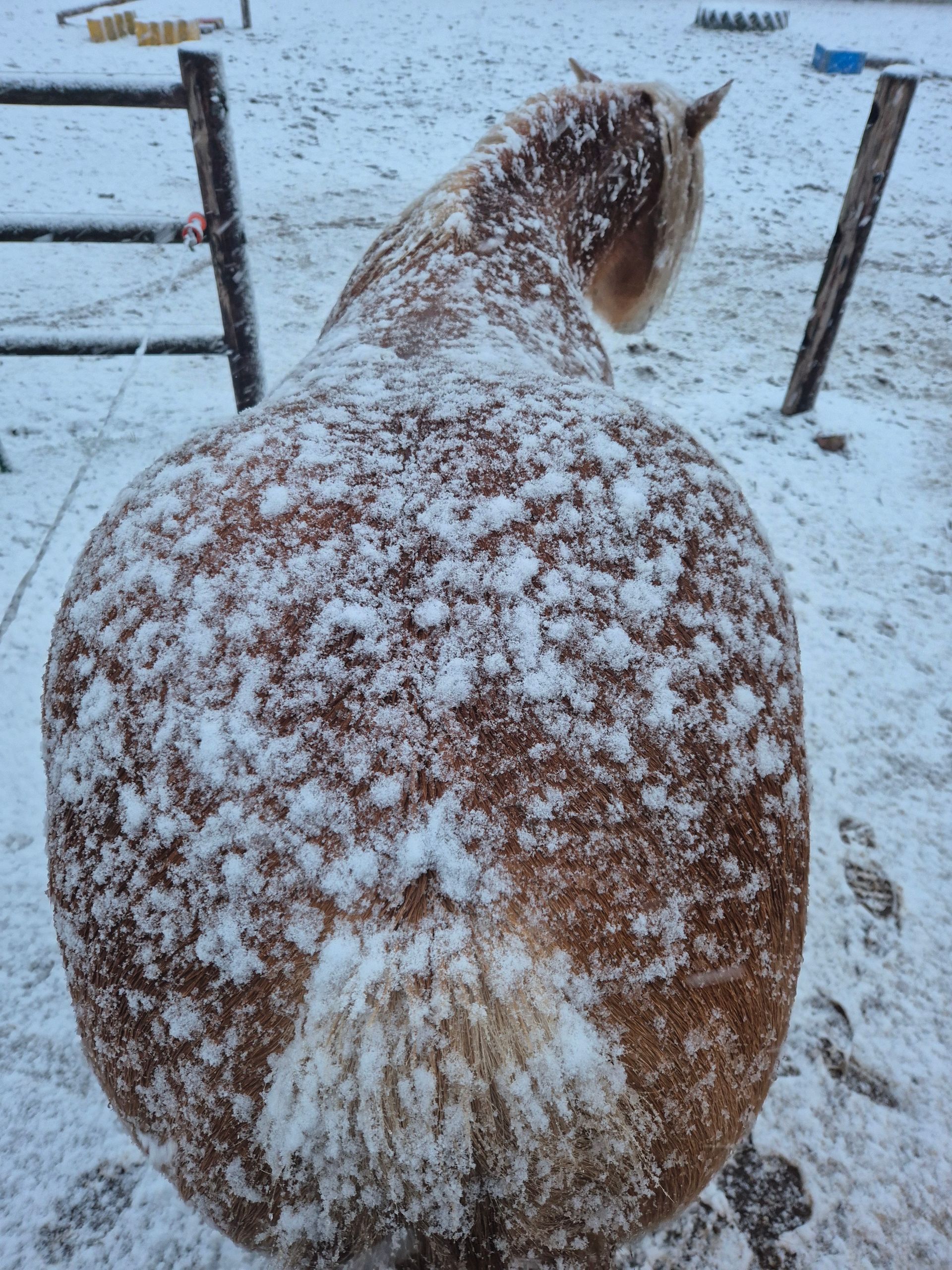 sneeuw