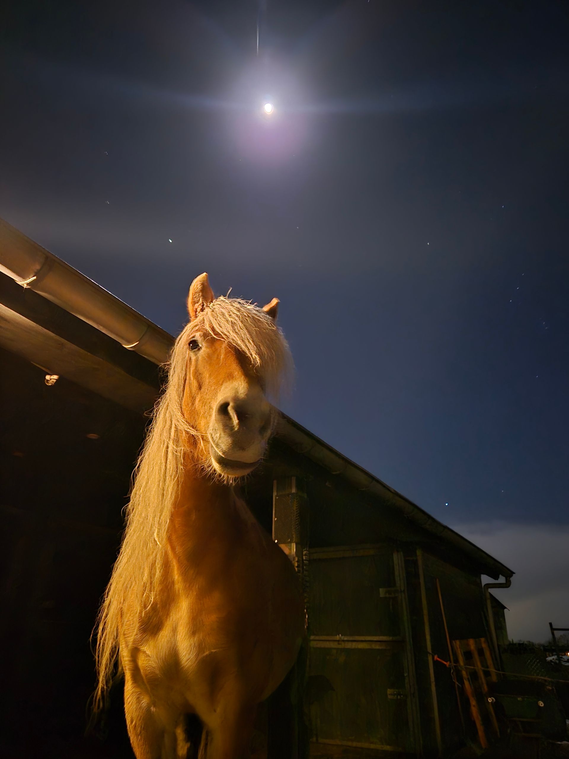 volle maan