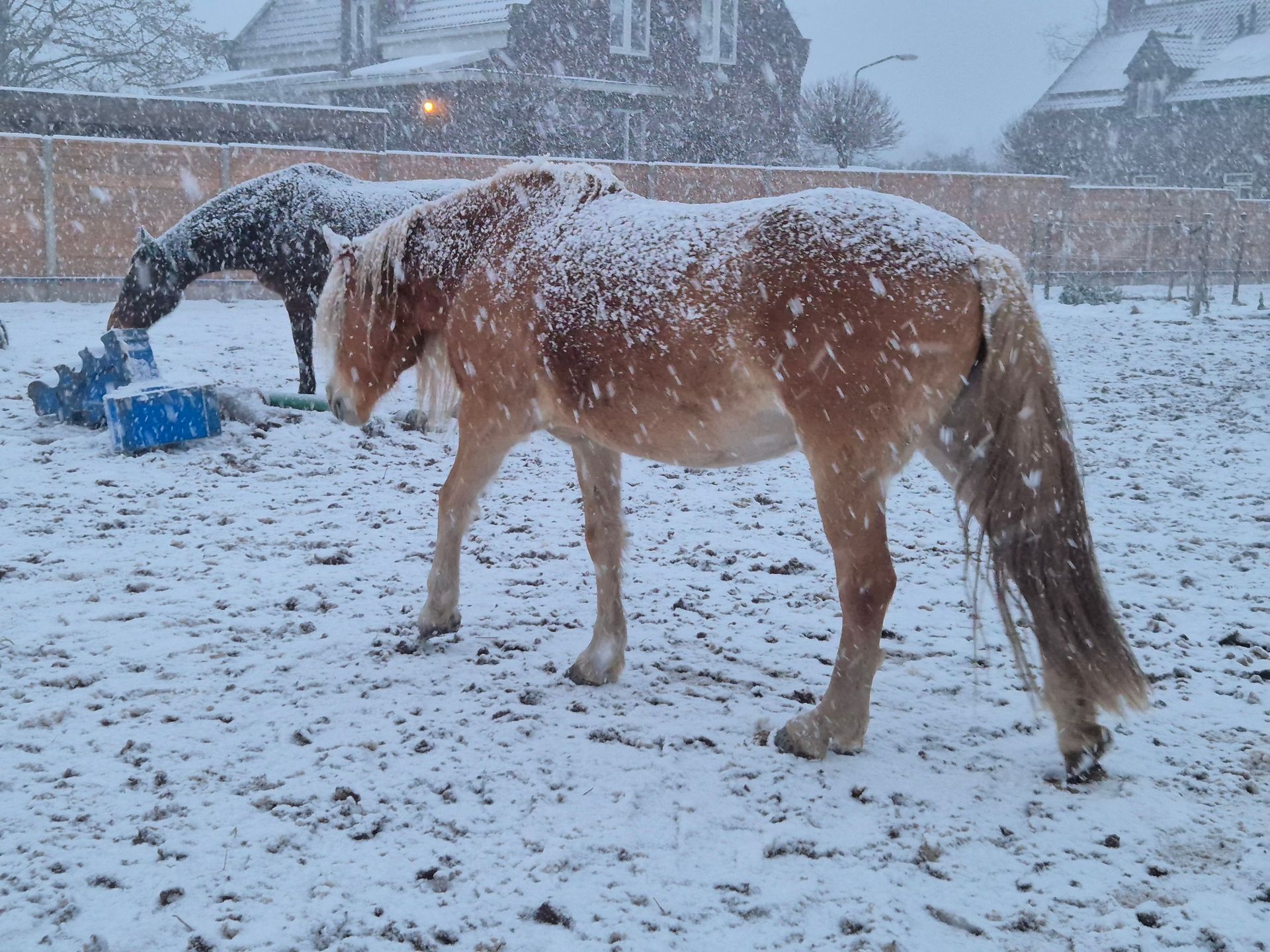 sneeuw