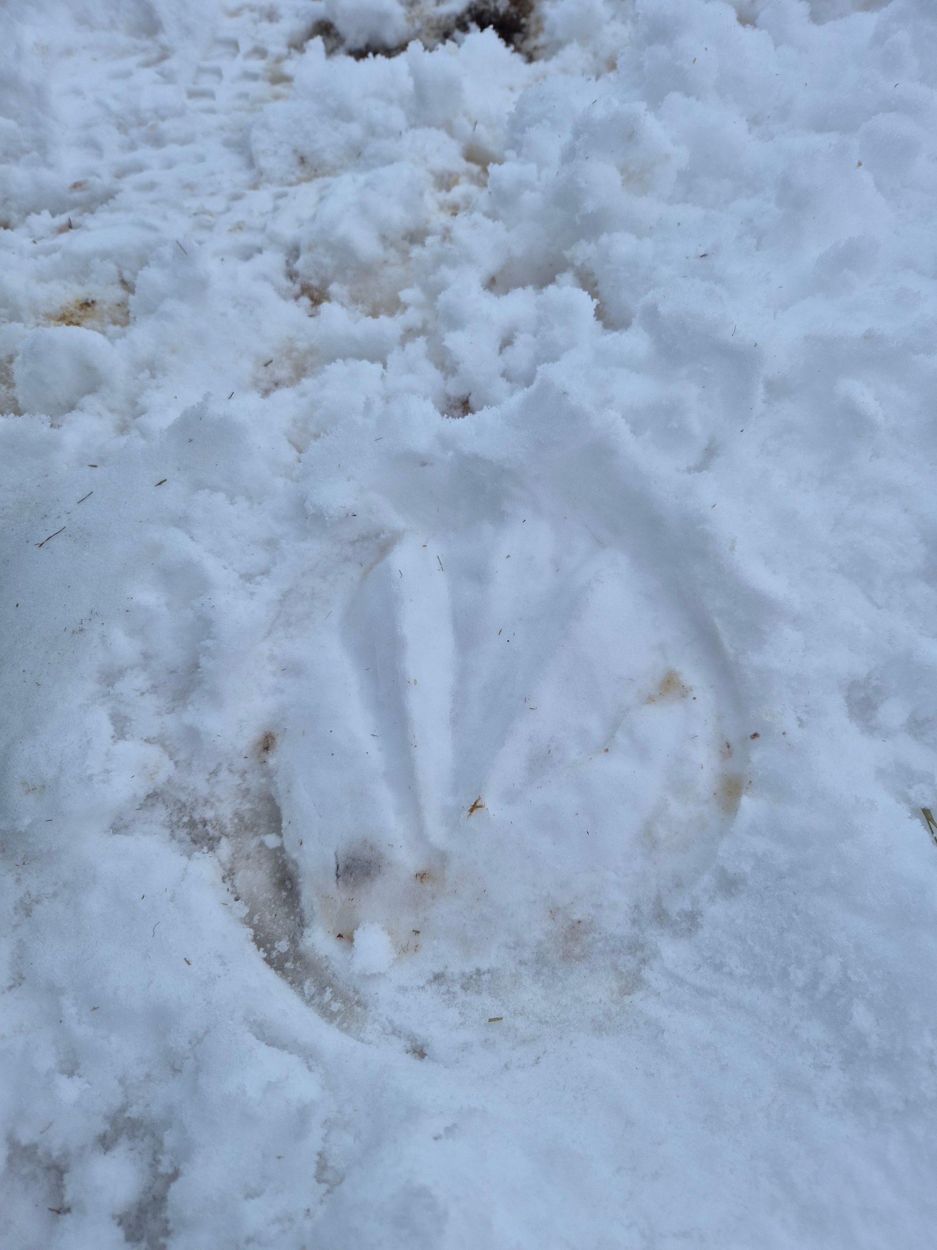 sneeuw