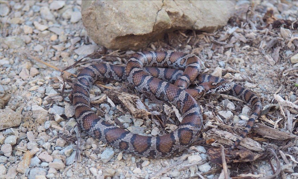 A snake is laying on the ground next to a rock.