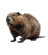 A close up of a beaver on a white background.