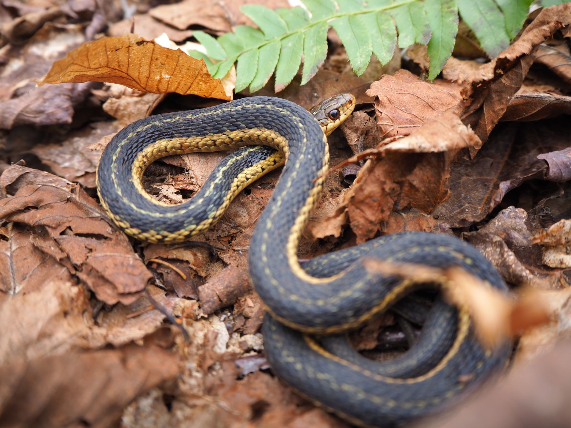 A black and yellow snake is laying on a pile of leaves.