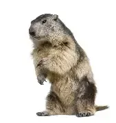 A groundhog is standing on its hind legs in front of a white background.