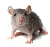 A gray rat is sitting on a white surface and looking at the camera.