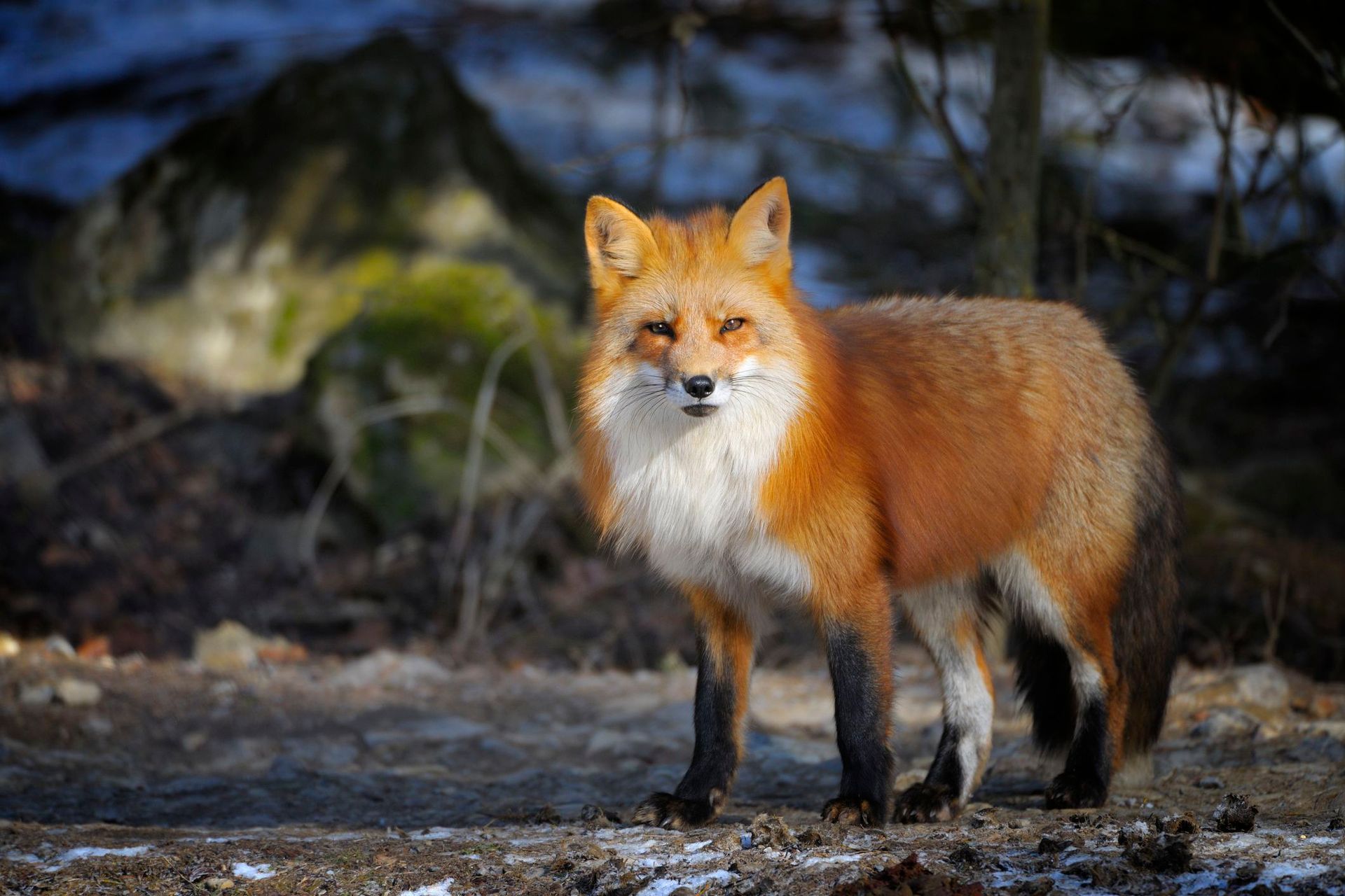 A red fox is standing on a dirt road in the woods.
