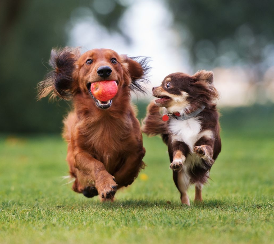 Two dogs running across grass, one holding a red ball, with a blurred outdoor background