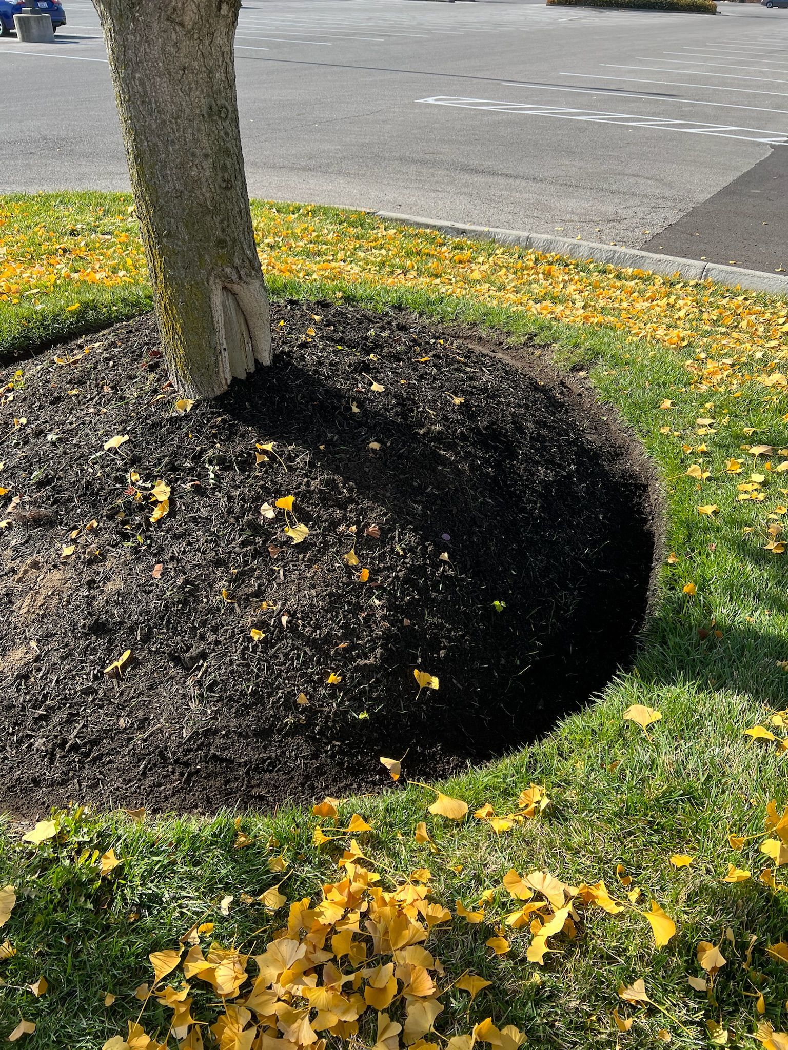 A tree with mulch surrounded by grass and leaves.