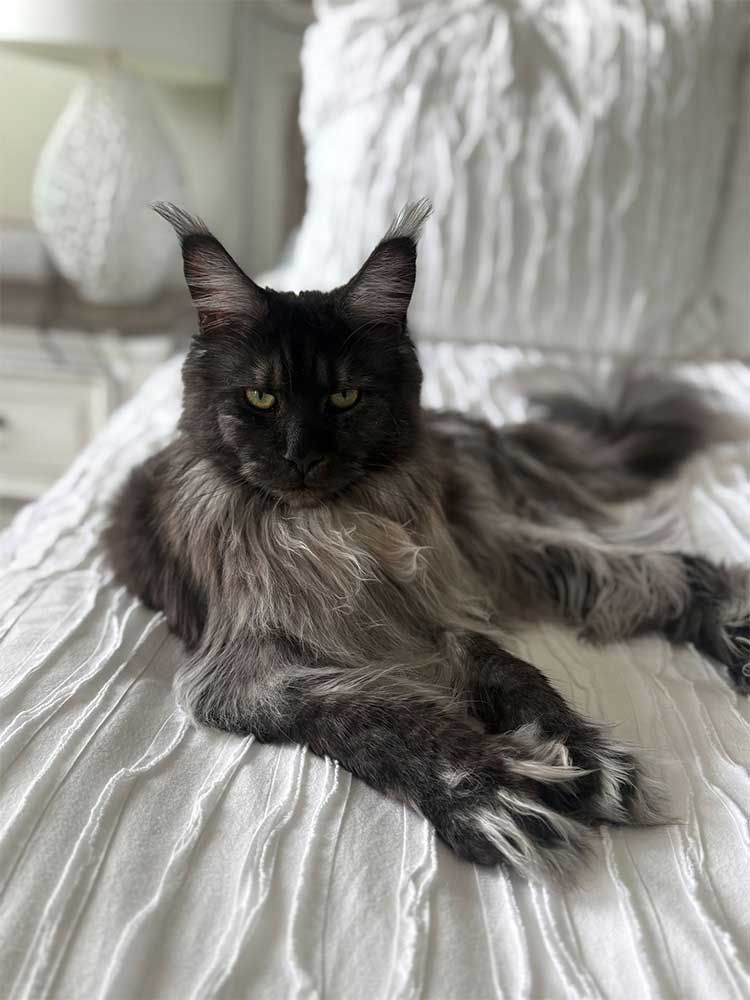 Hulakai cat