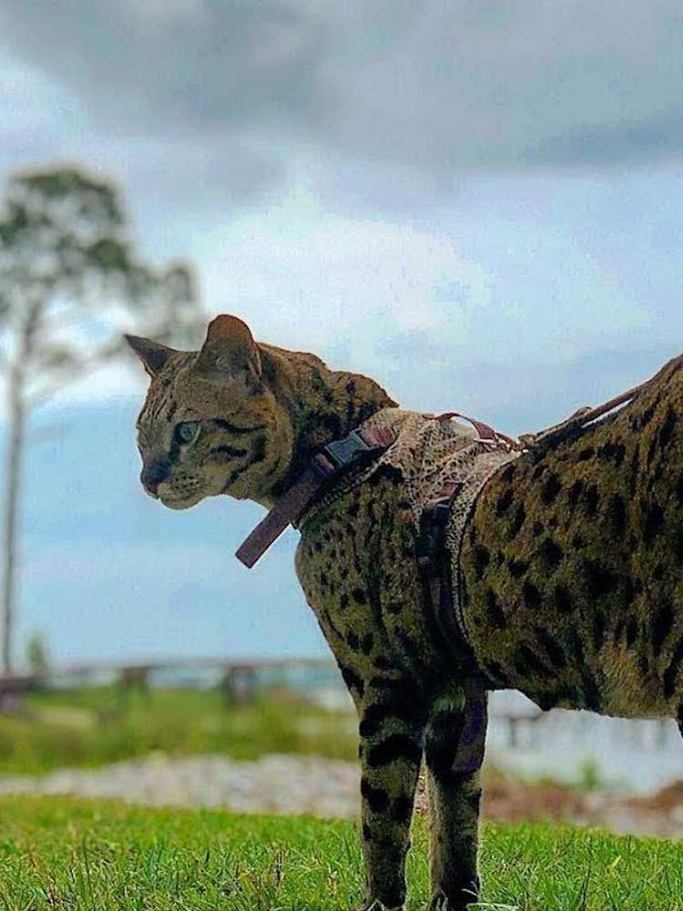Versace cat