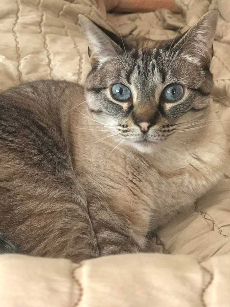 Atilla cat
