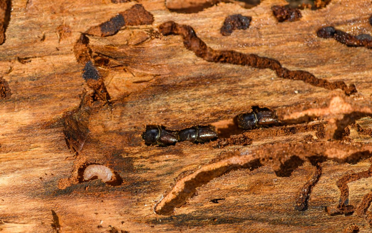 Termites and Wooden Surface