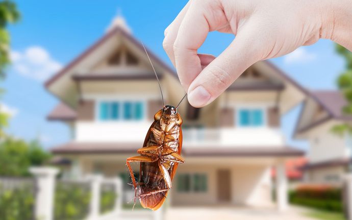 Holding Cockroach — Fairfield, OH — Affordable Pest Control Holding Cockroach — Fairfield, OH — Affordable Pest Control