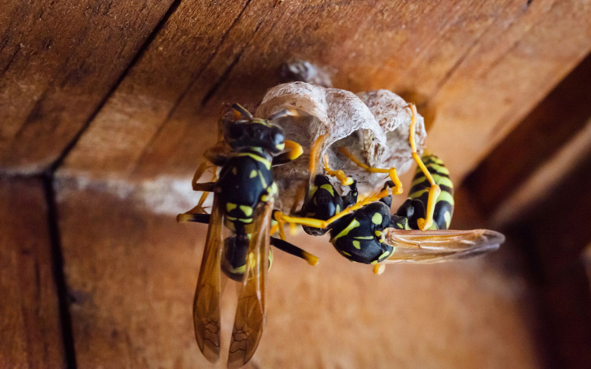 Wasps — Fairfield, OH — Affordable Pest Control