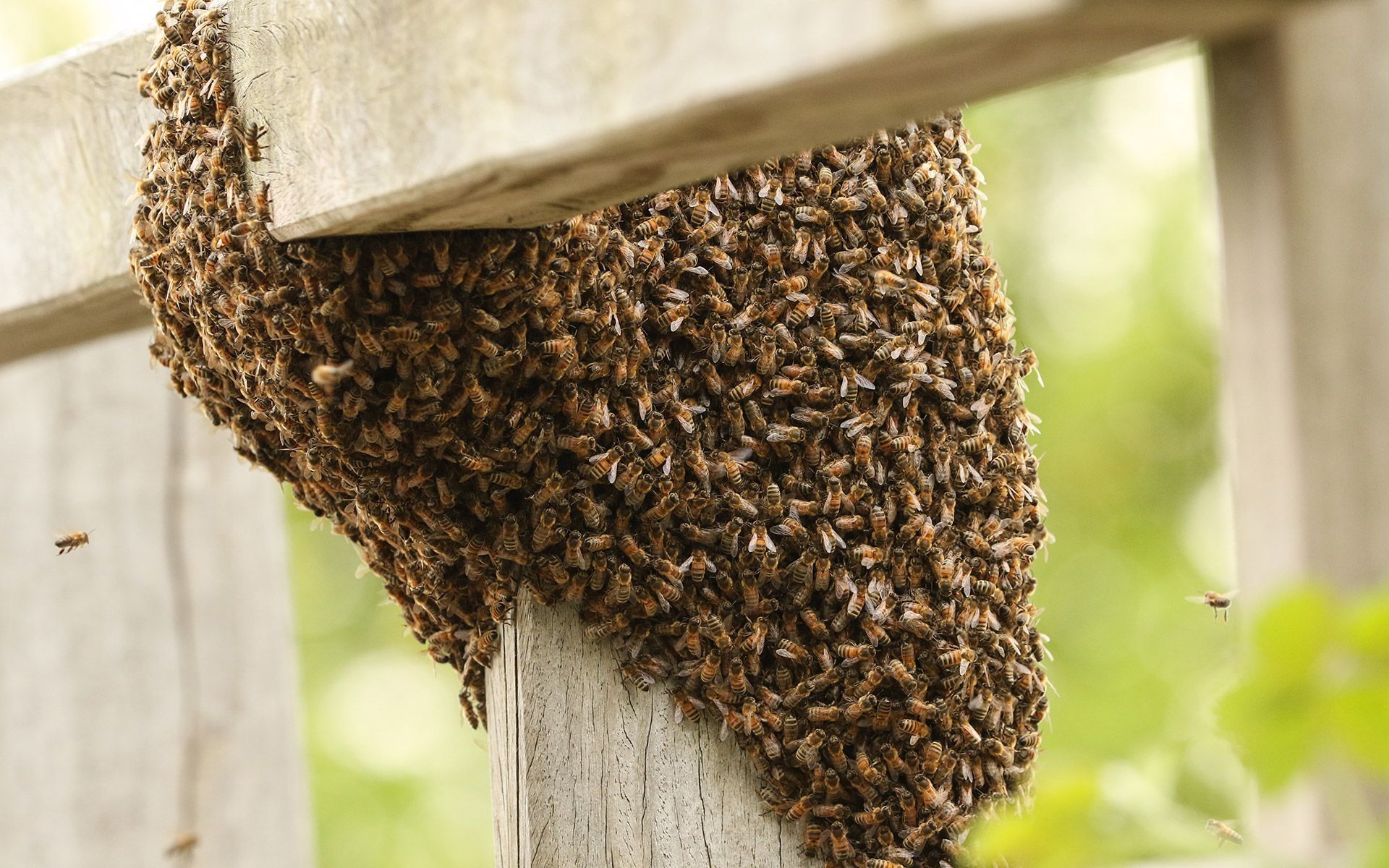 Bees In The Fence — Fairfield, OH — Affordable Pest Control Bees In The Fence — Fairfield, OH — Affordable Pest Control