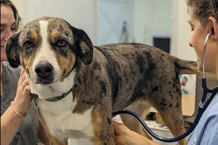 Annual Exam for your pet, dog, cat, & house and farm animals at Sunny Ridge Veterinarian Services