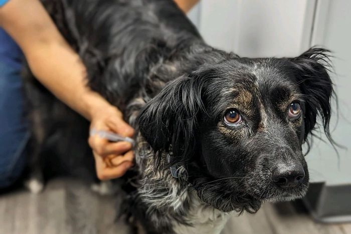 vaccines & vaccinations for your pet, dog, cat, & house, and farm animals at Sunny Ridge Veterinarian Services