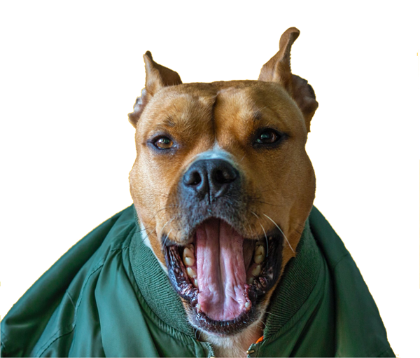 A brown dog wearing a green jacket with its tongue hanging out