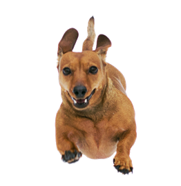 Dog vet services in Columbiana Ohio Rogers