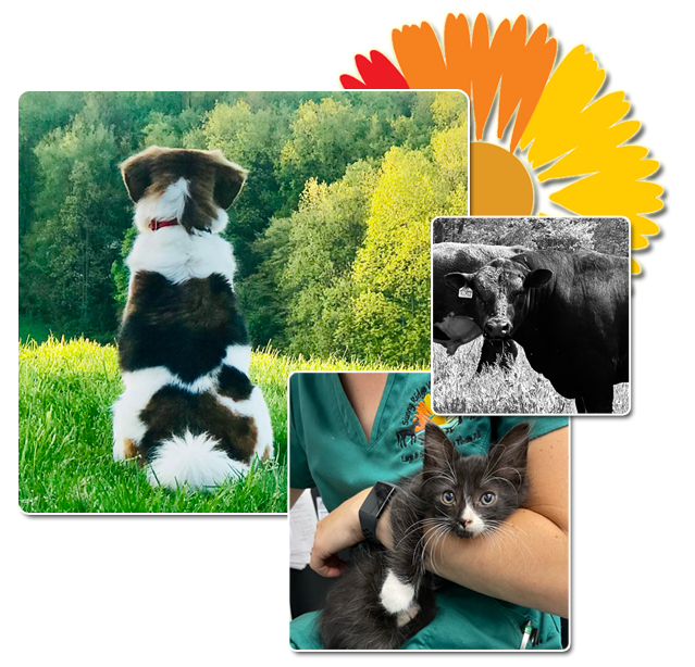 Sunny Ridge Vet Services in Rogers Ohio large farm animals, cats, dogs, and a pharmacy of medicine for your animals.