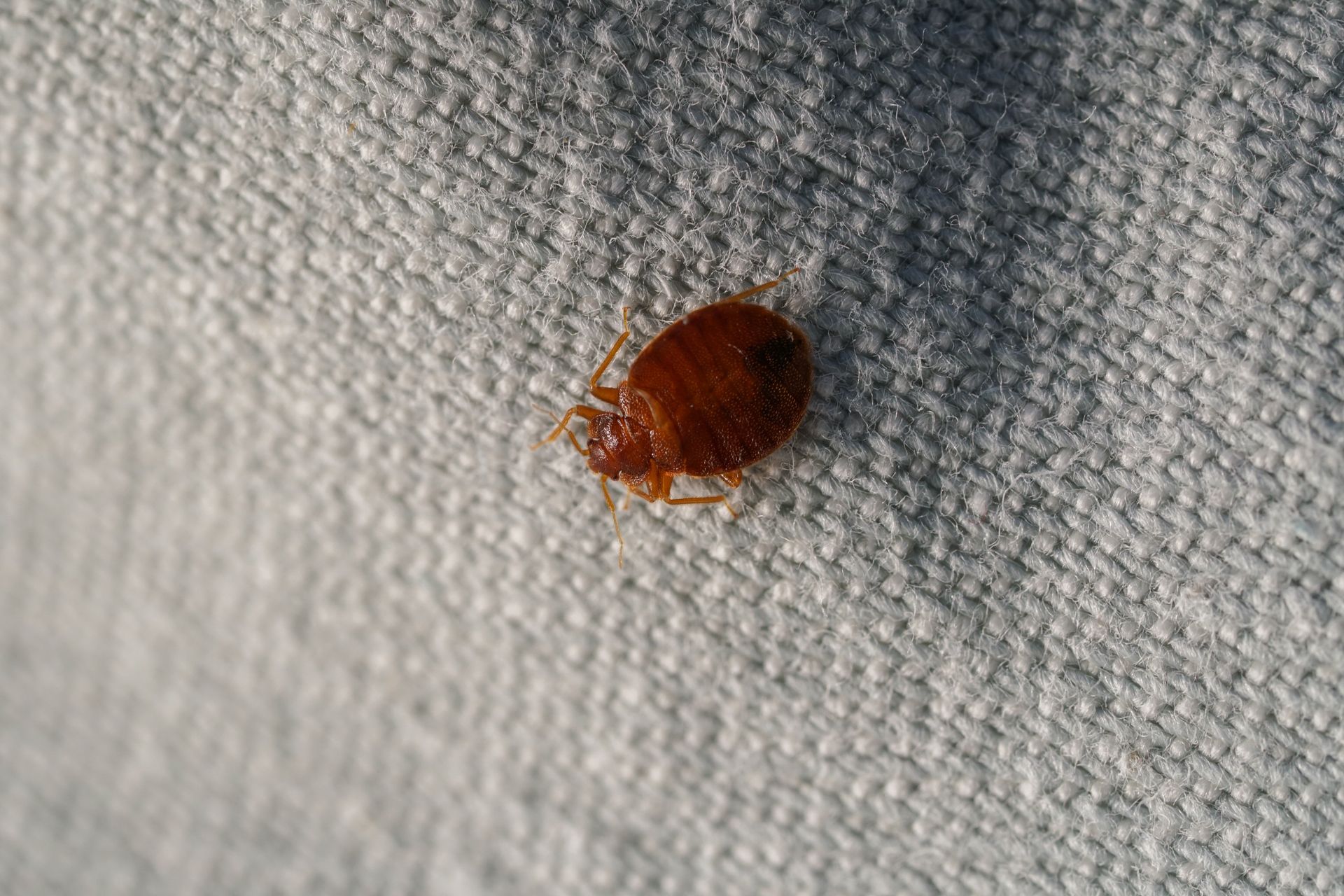 Brown bedbug on a white fabric surface.